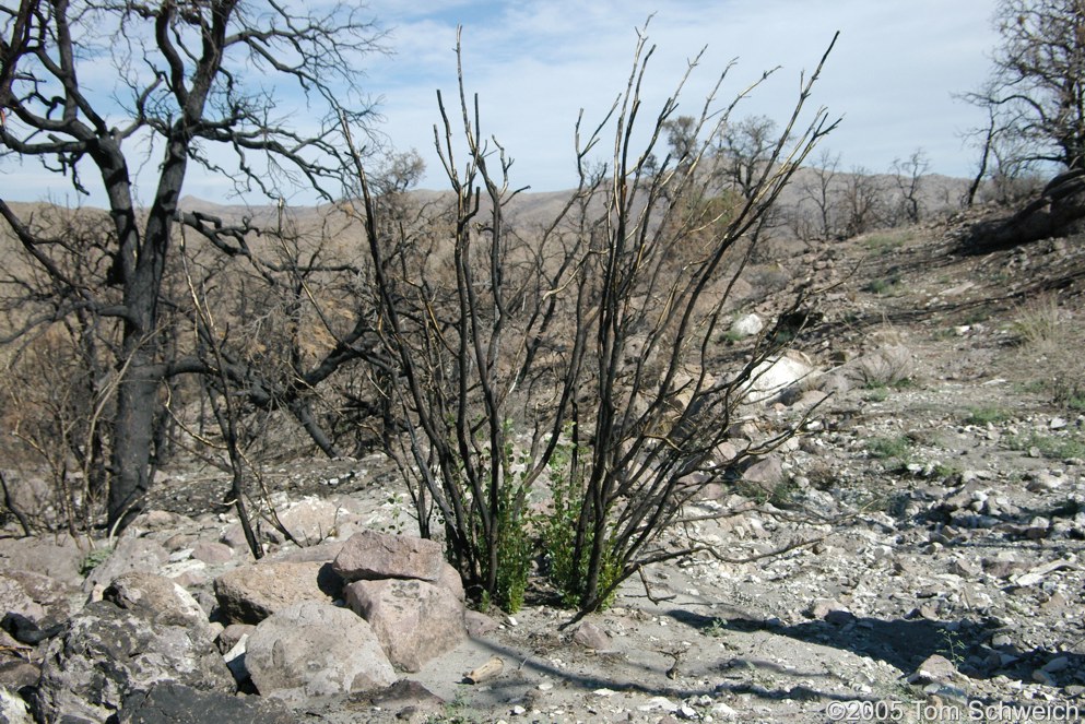 Oleaceae Fraxinus anomala, Hackberry Complex Fire, Mojave National Preserve, San Bernardino County, California