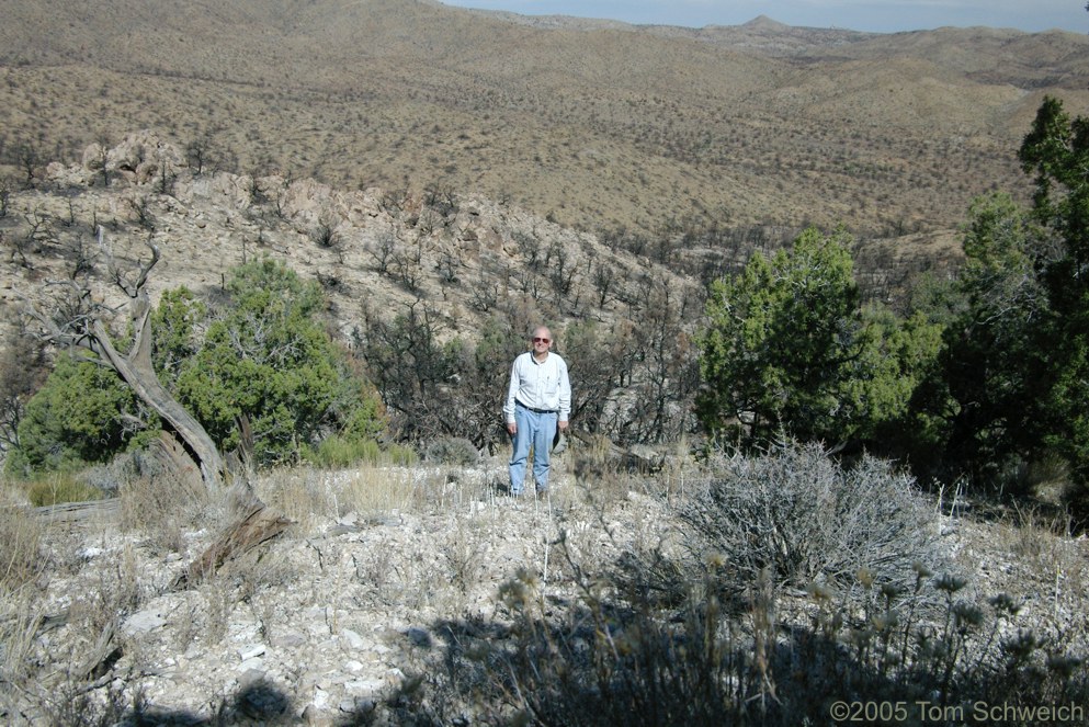 Frasera albomarginata, Hackberry Complex Fire, Mojave National Preserve, San Bernardino County, California