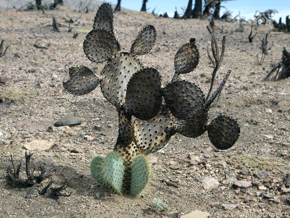 Cactaceae Opuntia chlorotica, Hackberry Complex Fire, Mojave National Preserve, San Bernardino County, California