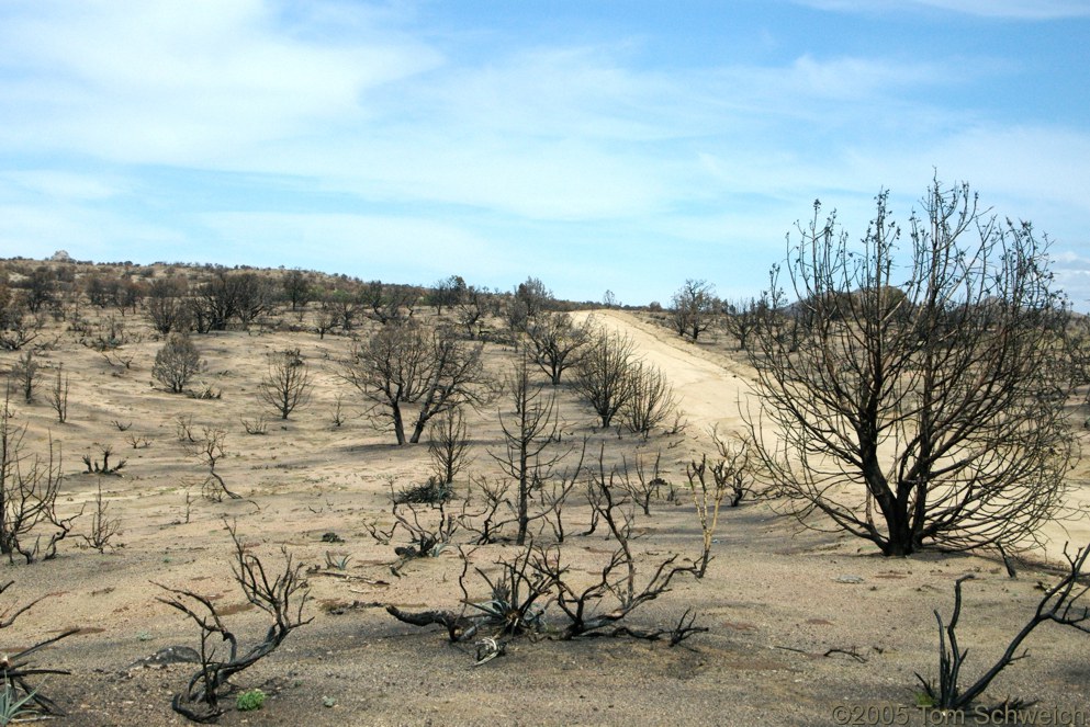 Mid Hills, Wild Horse Canyon Road, Mojave National Preserve, San Bernardino County, California