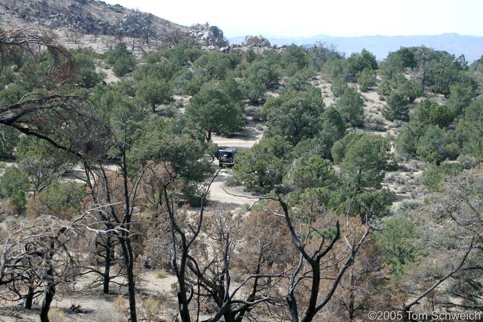 Mid Hills, Wild Horse Canyon Road, Mojave National Preserve, San Bernardino County, California