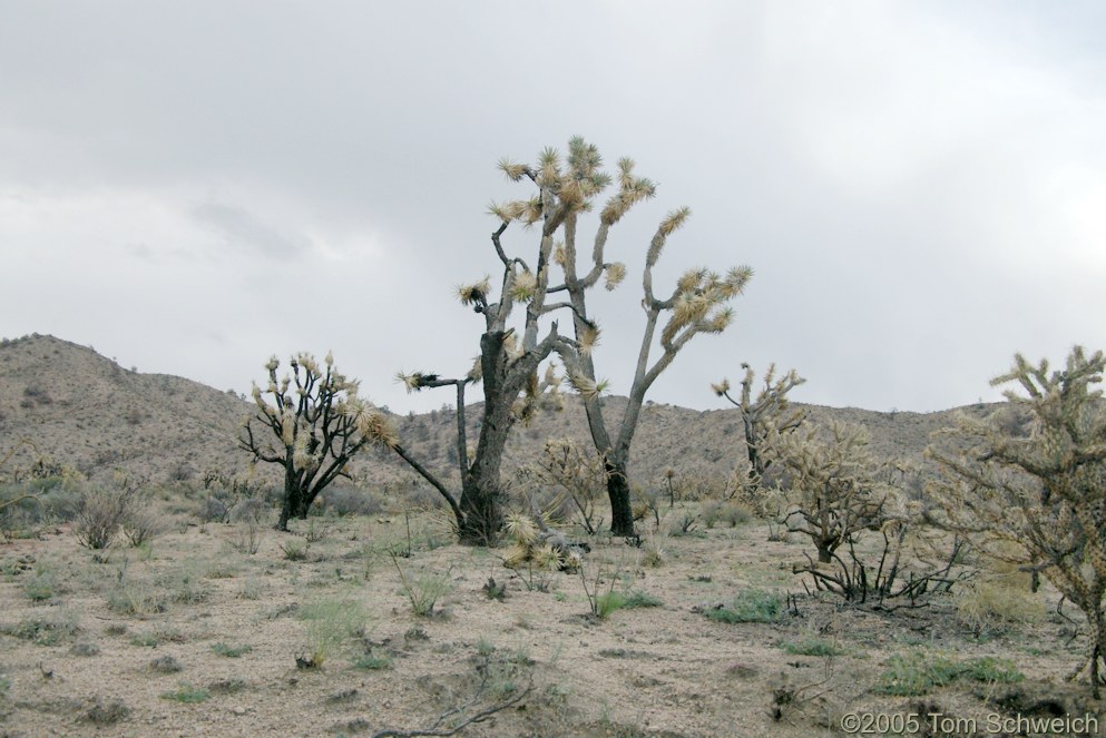 Agavaceae Yucca brevifolia, Hackberry Complex Fire, Mojave National Preserve, San Bernardino County, California