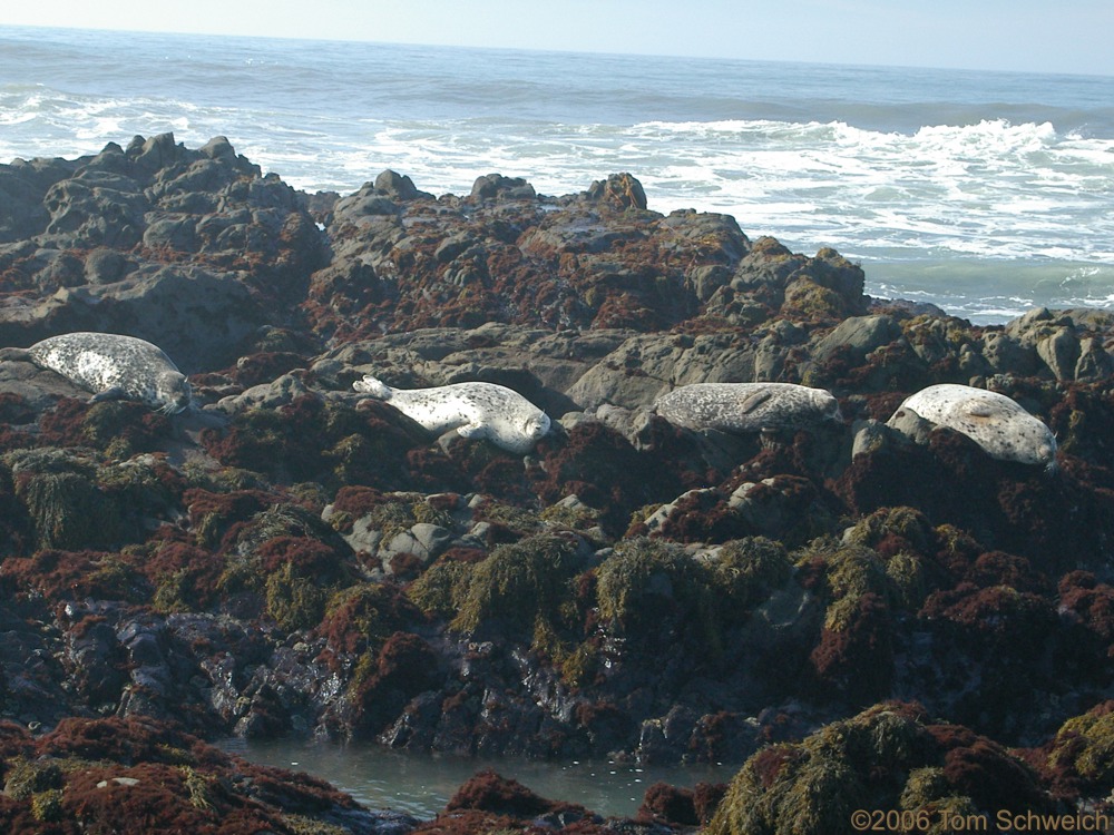 Seals, Cambria, San Luis Obispo County, California