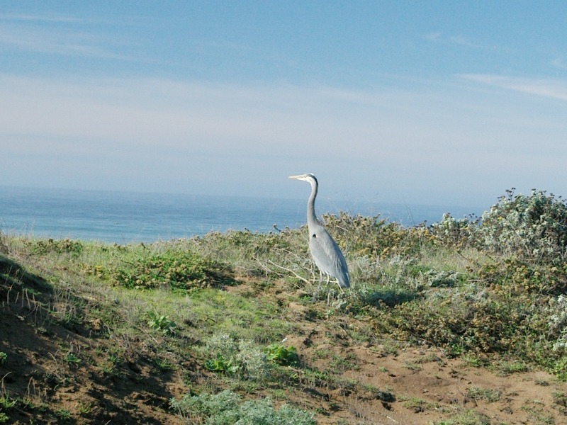 Great Blue Heron, Cambria, San Luis Obispo County, California