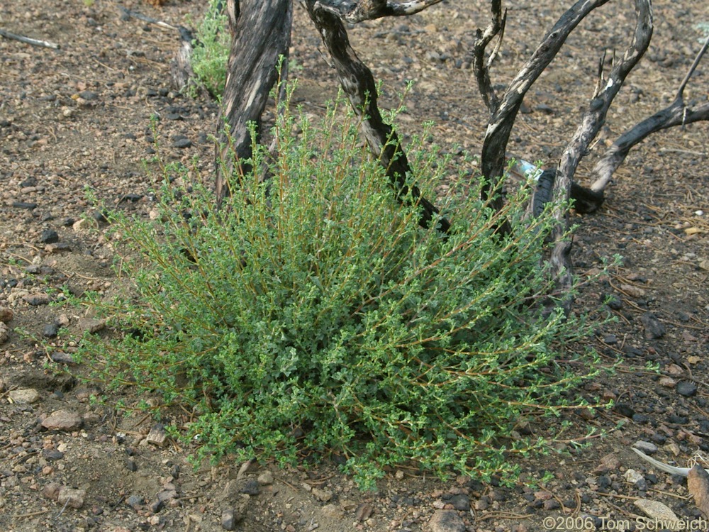 Rosaceae, Purshia tridentata glandulosa, Mojave National Preserve, San Bernardino County, California
