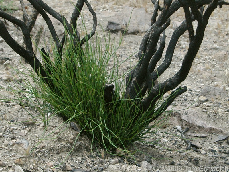 Ephedraceae Ephedra viridis, Mojave National Preserve, Hackberry Complex Fire, San Bernardino County, California
