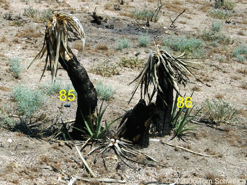 Agavaceae Yucca schidigera, Hackberry Complex Fire, Mojave National Preserve, San Bernardino County, California