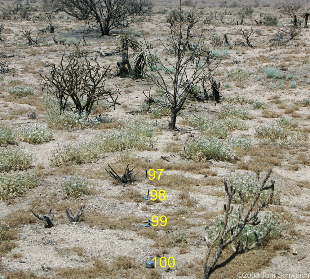 Salvia dorrii, Mojave National Preserve, San Bernardino County, California