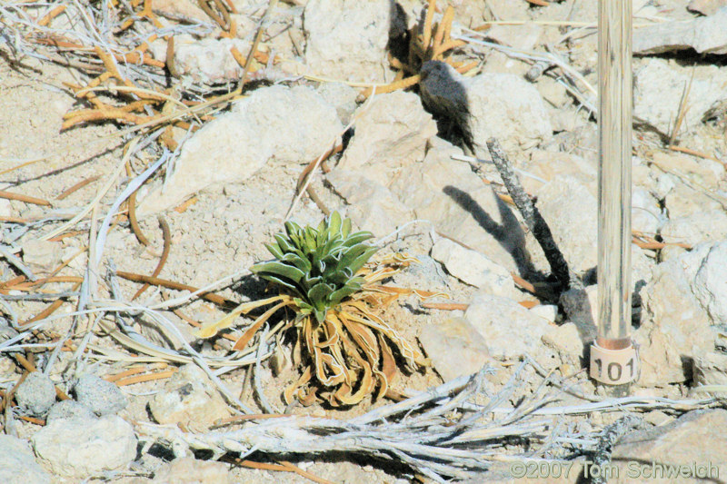 Frasera albomarginata, Mojave National Preserve, San Bernardino County, California