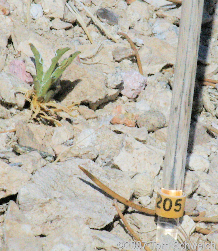 Frasera albomarginata, Mojave National Preserve, San Bernardino County, California