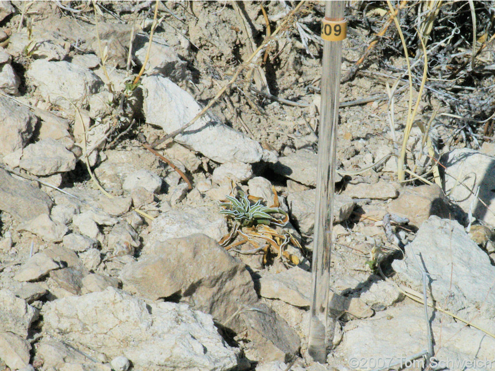 Frasera albomarginata, Mojave National Preserve, San Bernardino County, California