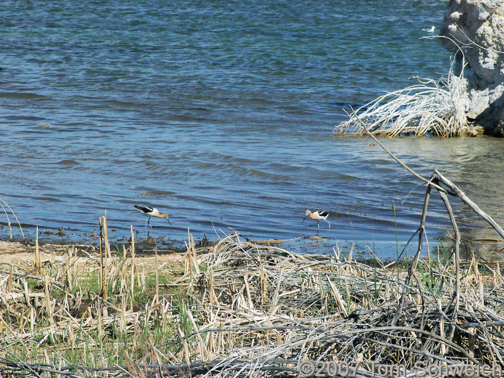 California, Mono County, Mono Lake County Park, American Avocet