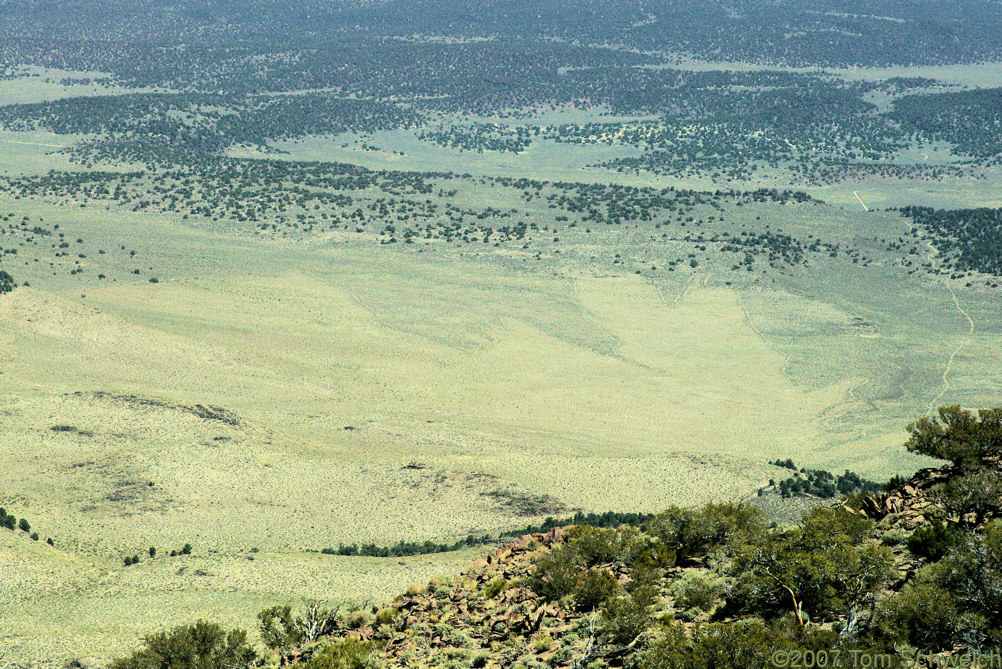 California, Mono County, Cowtrack Mountain, post-burn vegetation