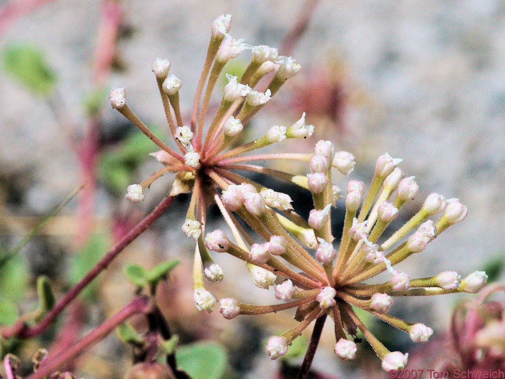 Nyctaginaceae, Abronia turbinata