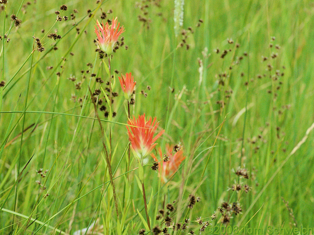 Orobanchaceae Castilleja miniata