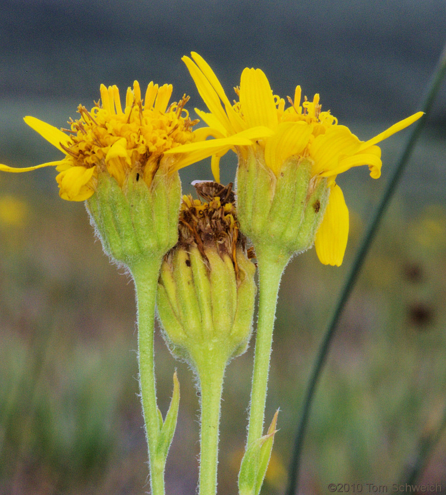 Asteraceae Arnica sororia