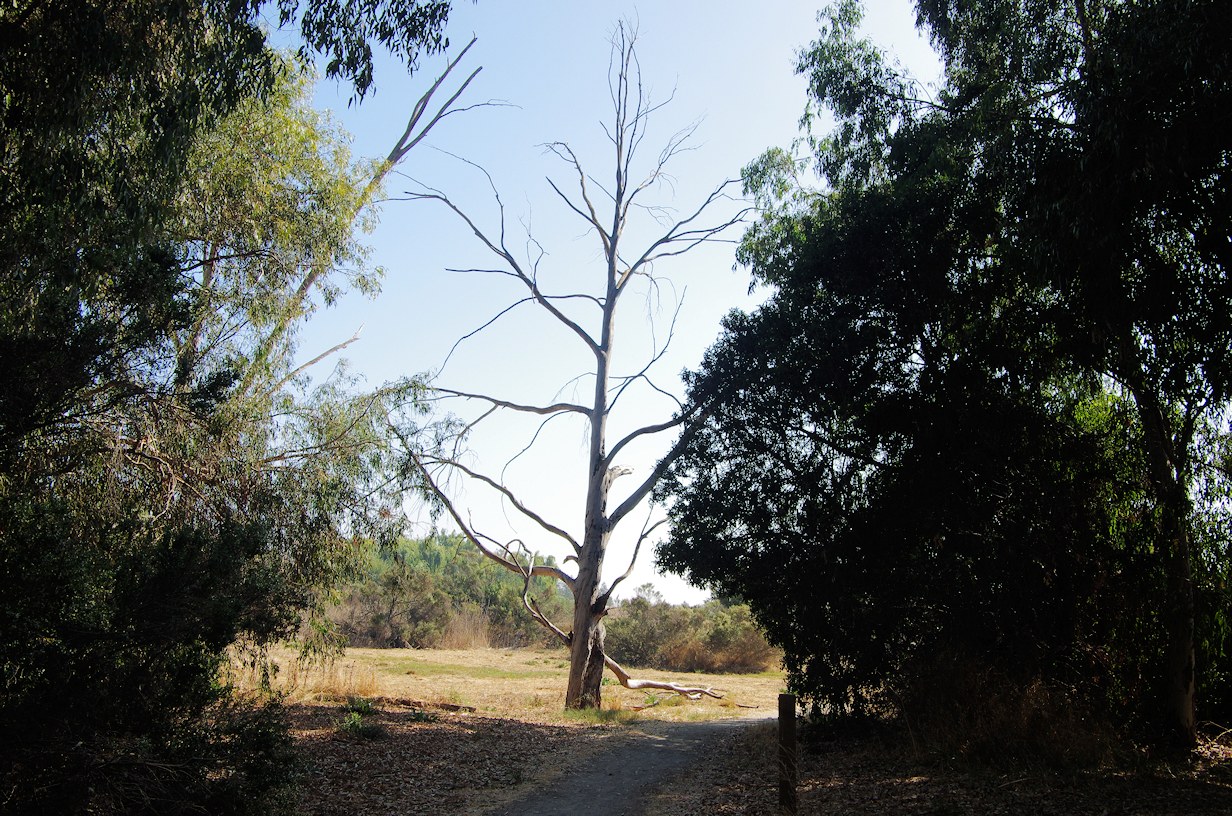 California, Santa Clara County, Ulistac Natural Area