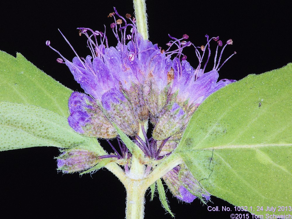 Lamiaceae Mentha canadensis