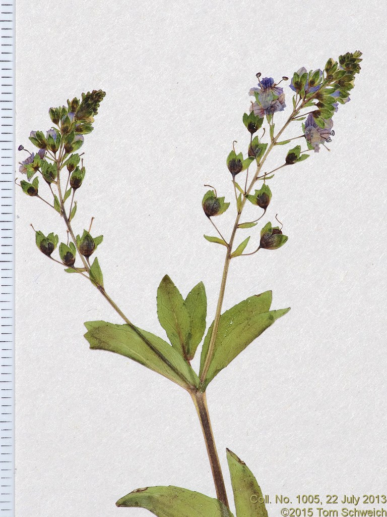Plantaginaceae Veronica anagallis-aquatica