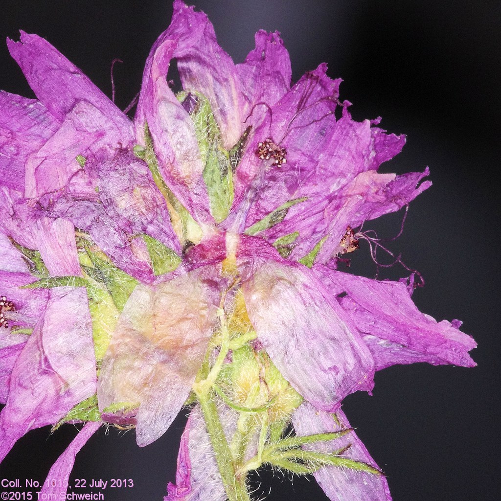Malvaceae Sidalcea oregana spicata