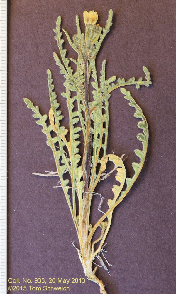 Loasaceae Mentzelia albicaulis