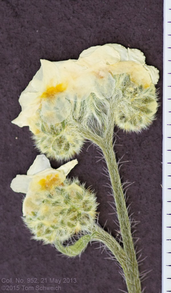 Boraginaceae Cryptantha ambigua