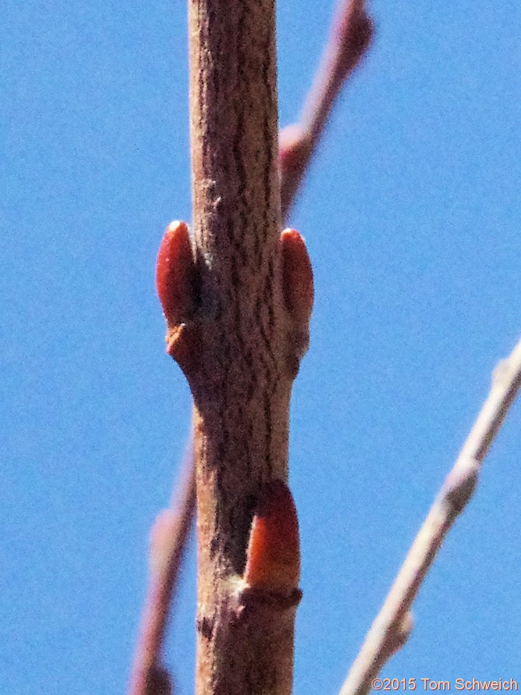 Salicaceae Salix