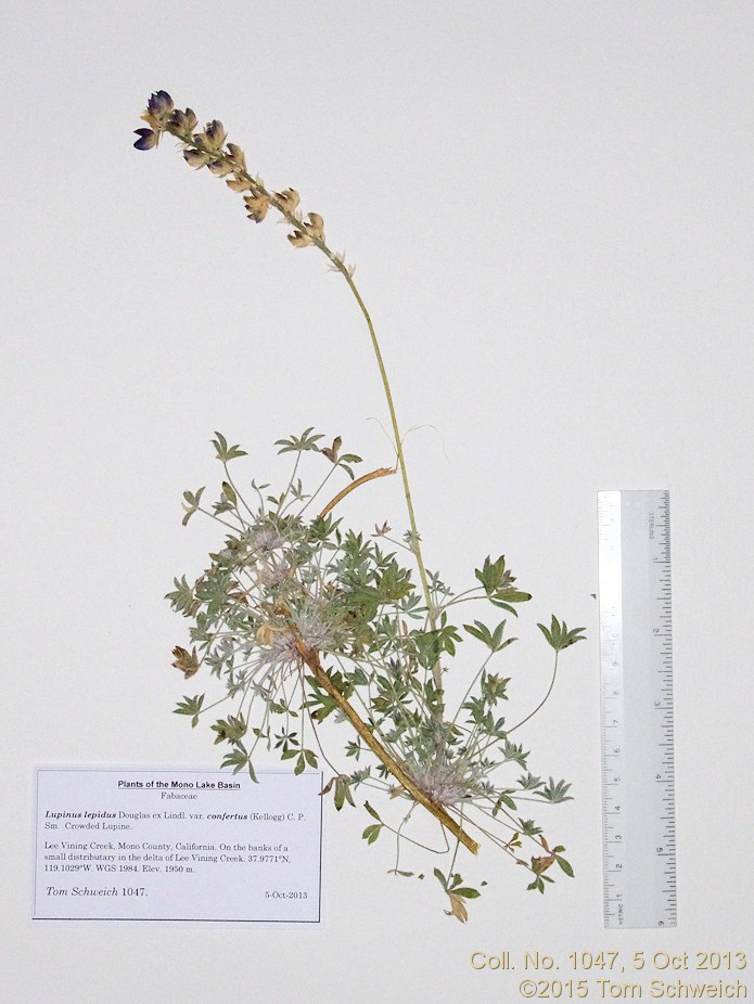Fabaceae Lupinus lepidus confertus