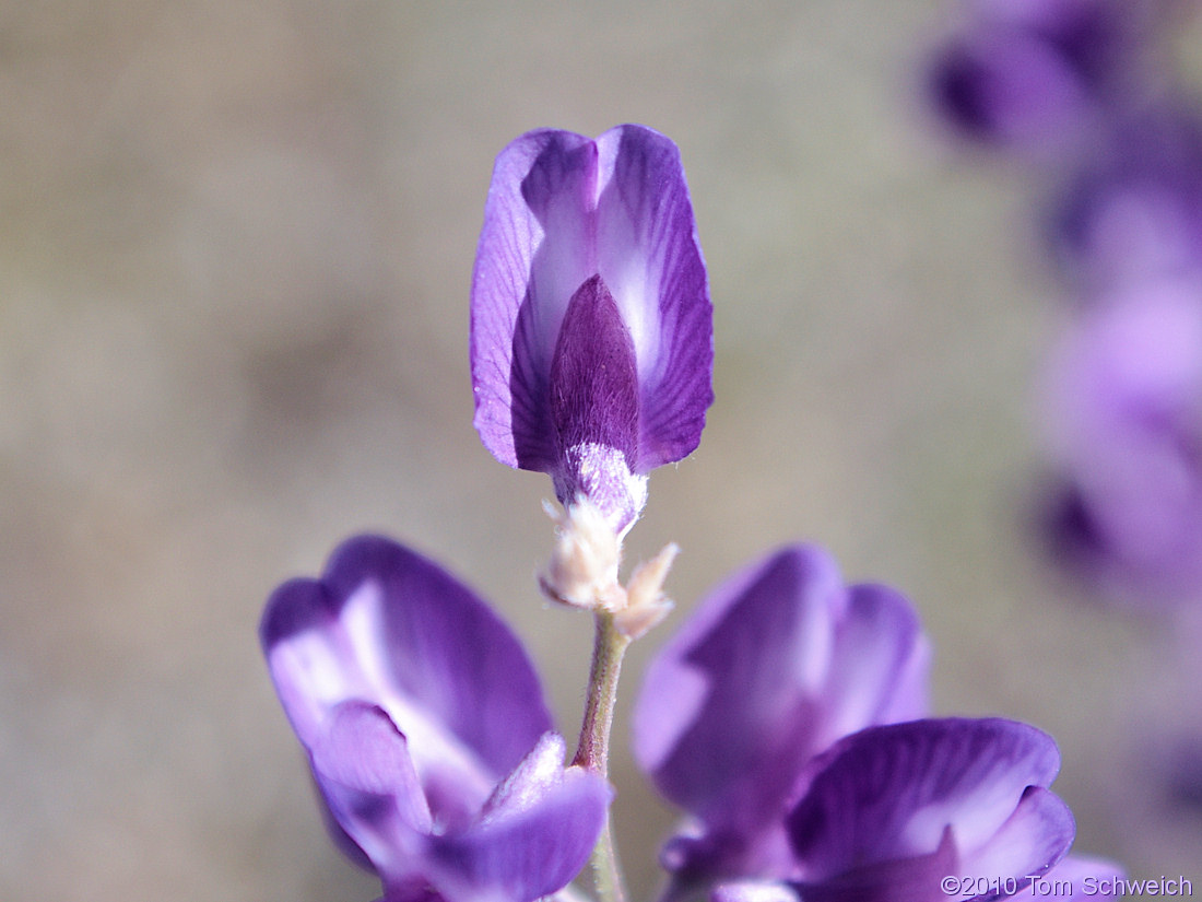 Fabaceae Lupinus argenteus argenteus