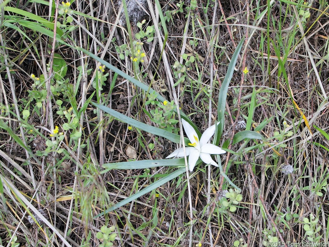 Liliaceae Leucocrinum montanum