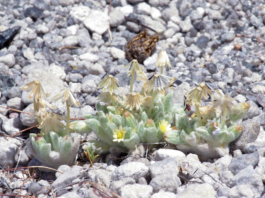 Asteraceae Eatonella nivea