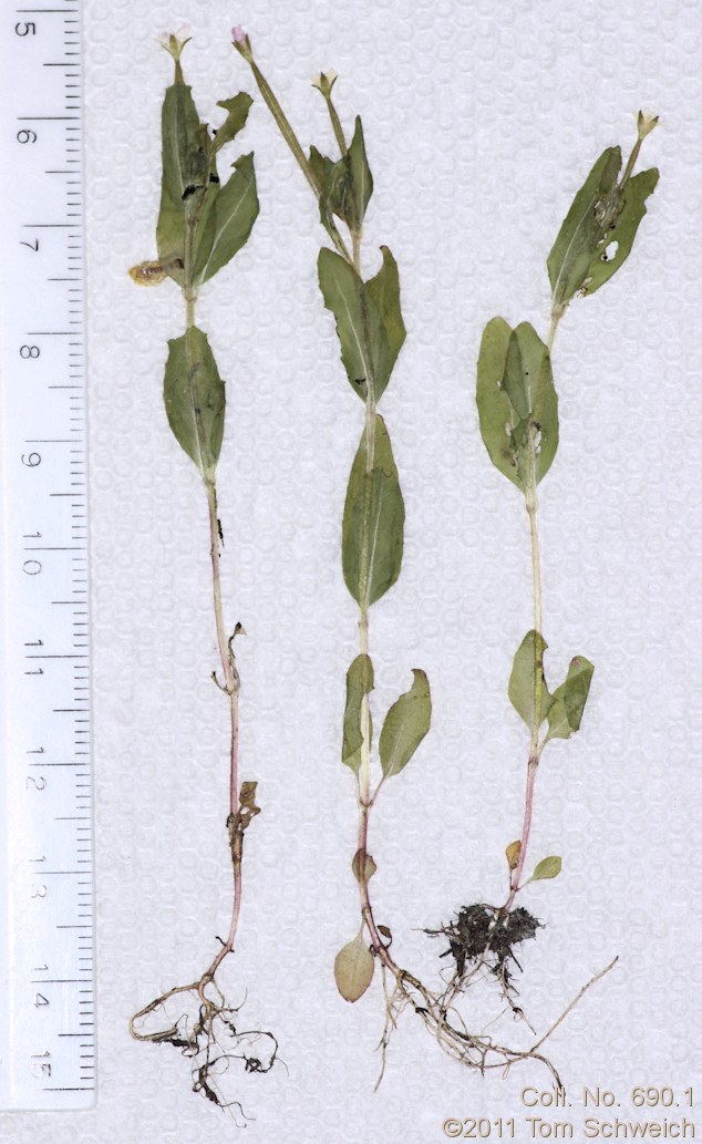 Onagraceae Epilobium