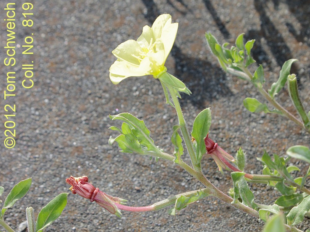 Onagraceae Oenothera laciniata