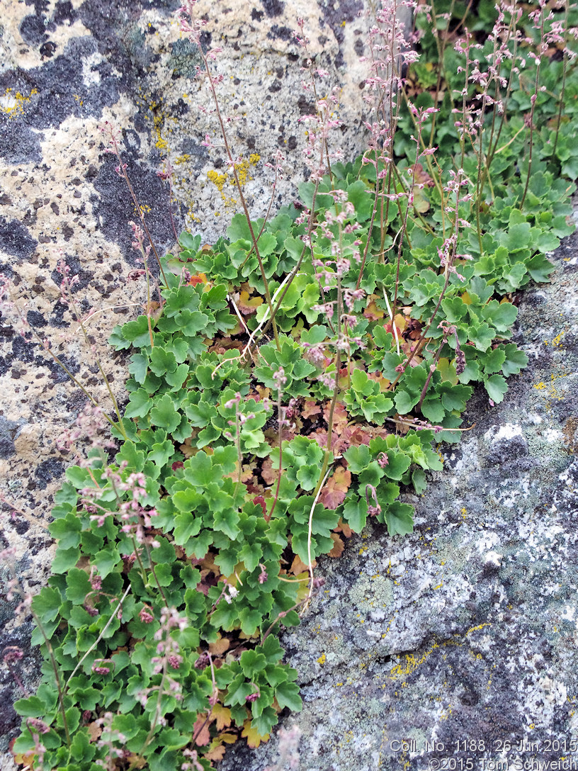 Saxifragaceae Heuchera rubescens