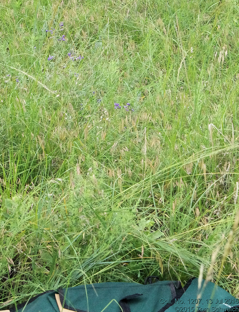 Poaceae Bromus japonicus