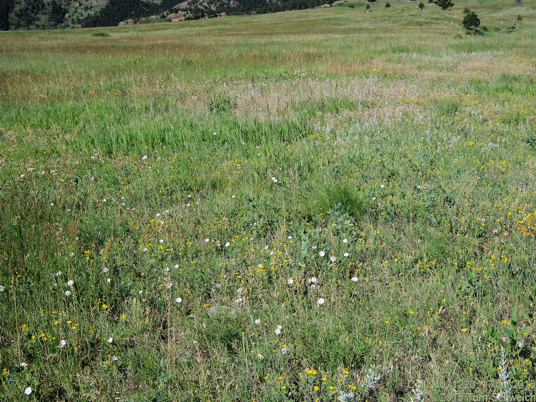 Convolvulaceae Convolvulus arvensis