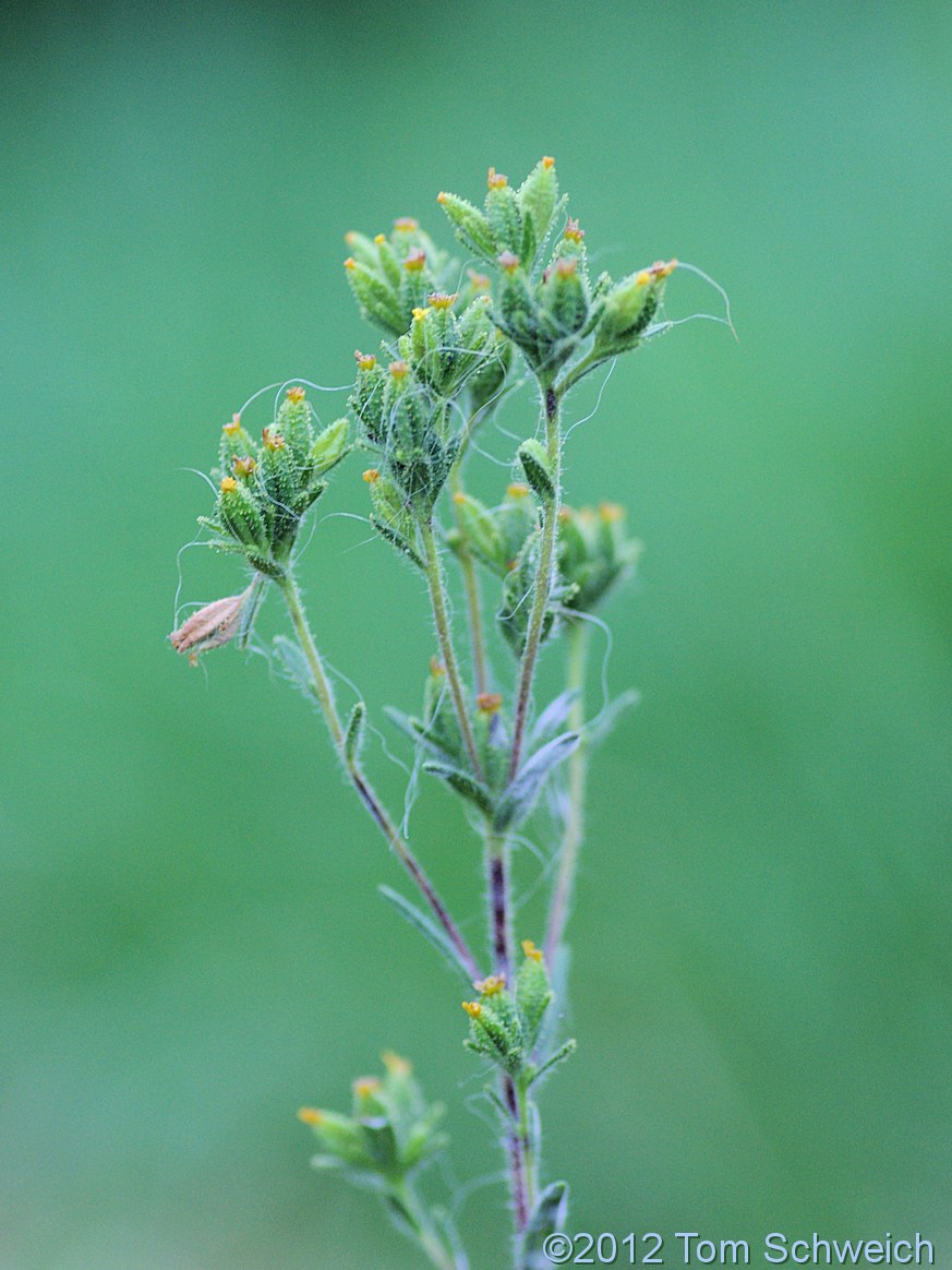 Asteraceae Madia glomerata