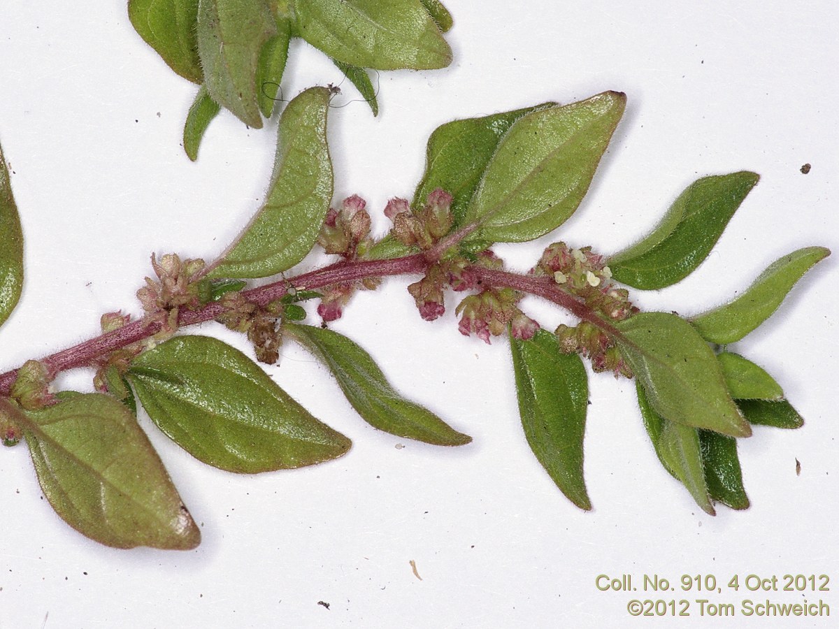 Urticaceae Parietaria judaica