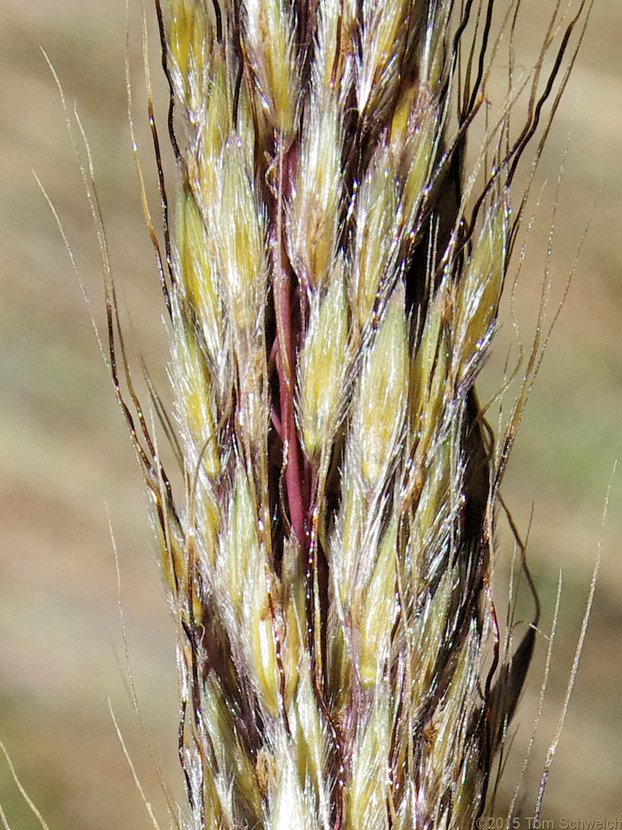 Poaceae Sorghastrum nutans