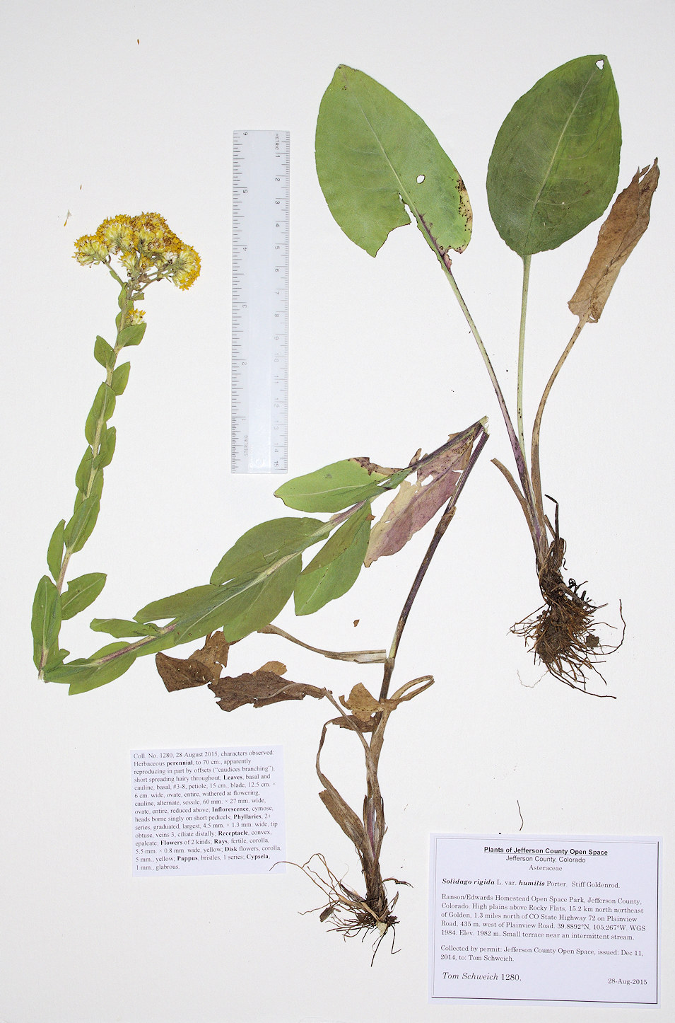Asteraceae Solidago rigida humilis
