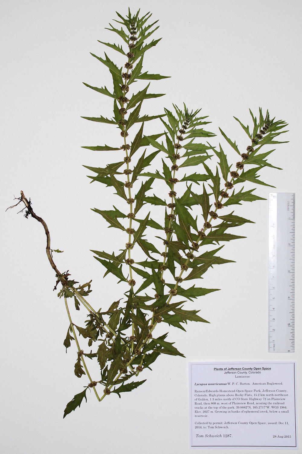 Lamiaceae Lycopus americanus