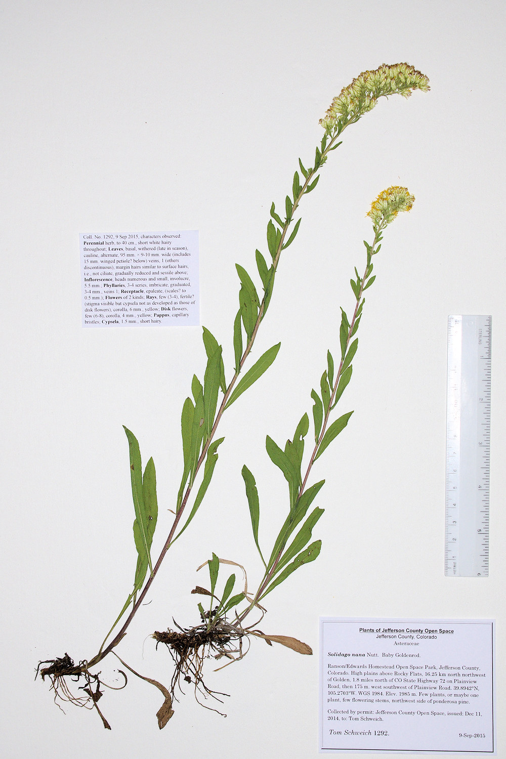 Asteraceae Solidago nana