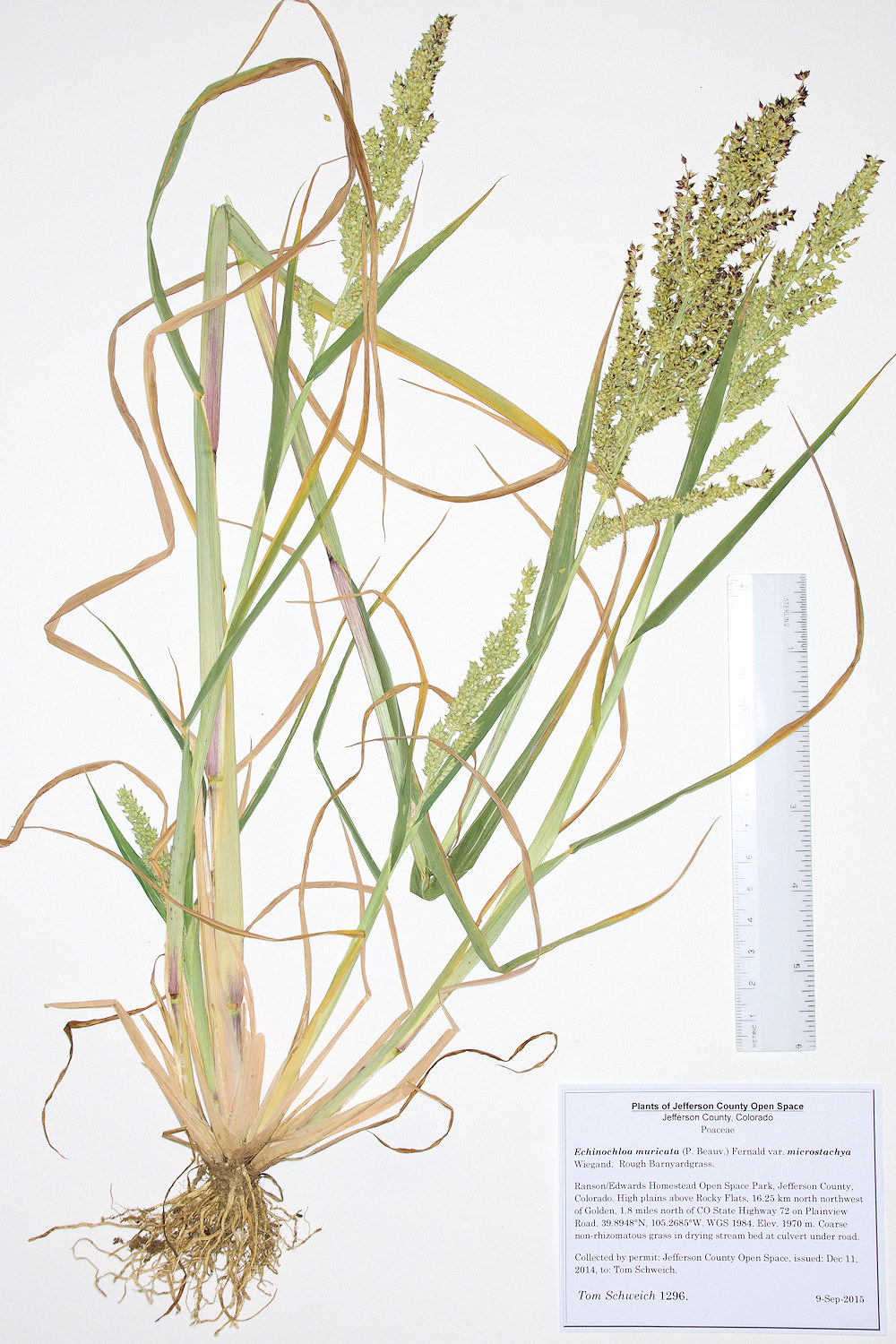 Poaceae Echinochloa muricata microstachya