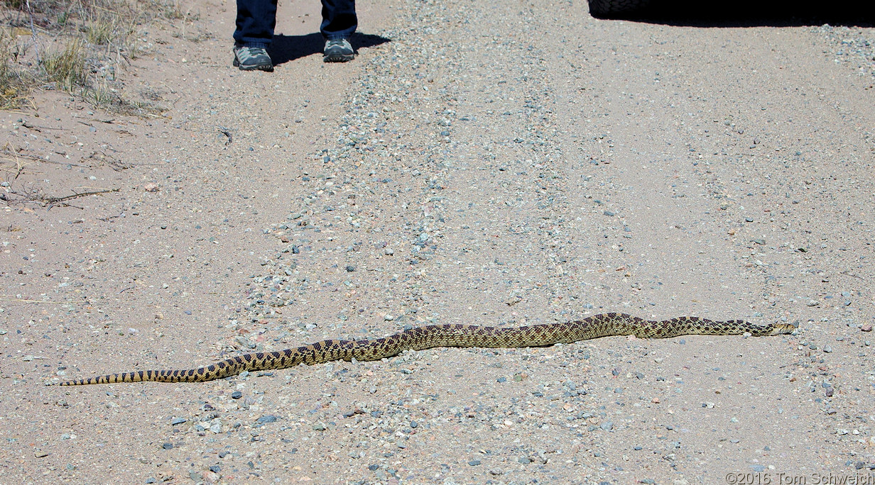Gopher snake sunning in the road at Hansen Bluff