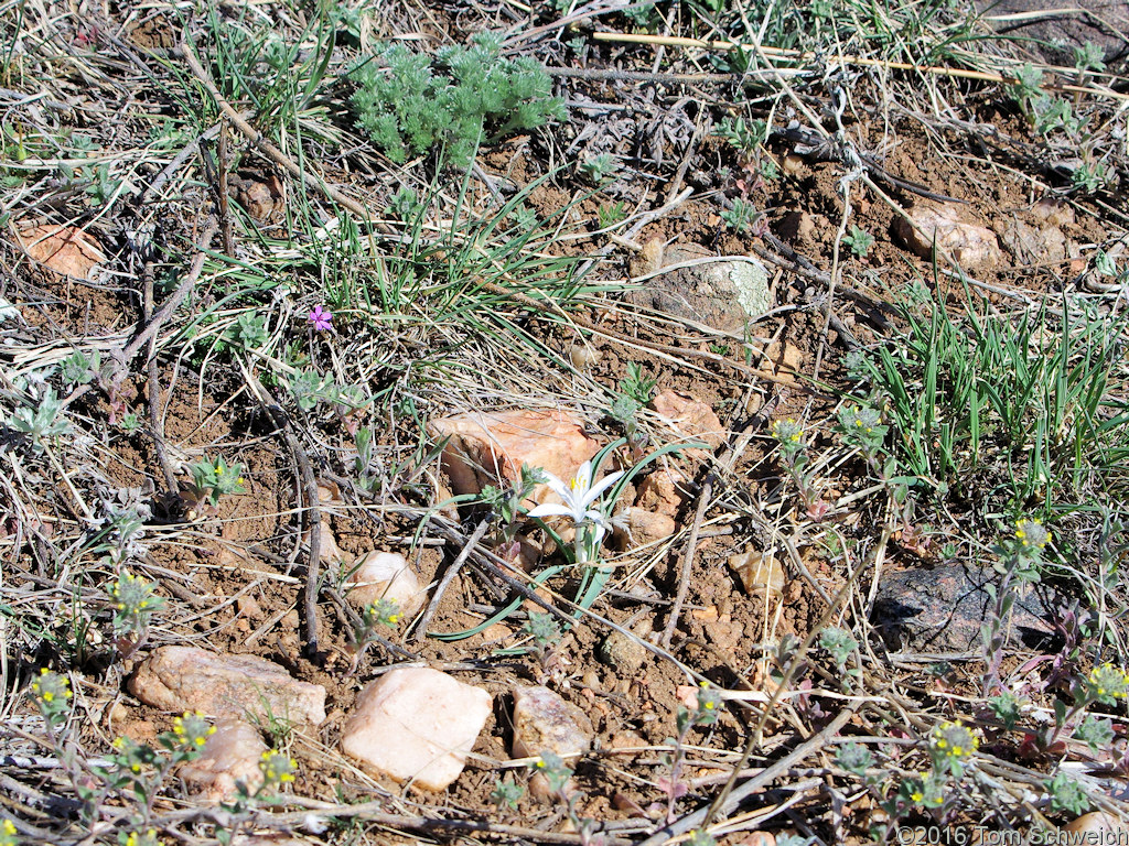 <i>Leucocrinum montanum</i> on an old alluvial ridge in the Survey Field.