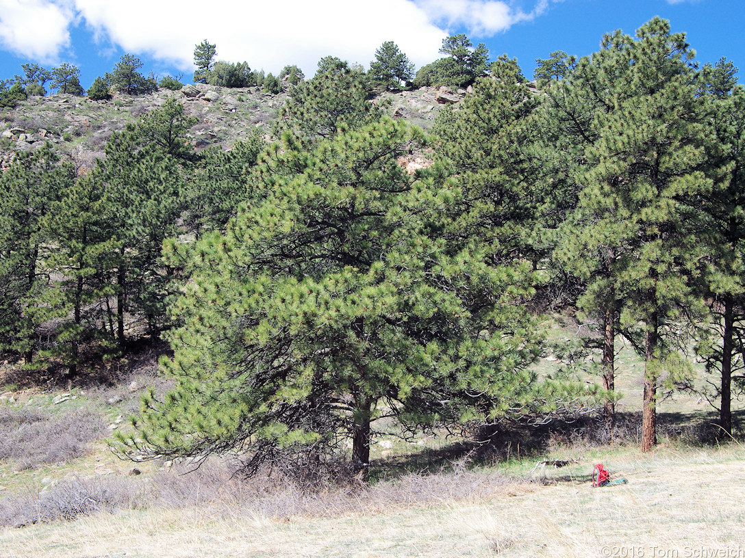 Pinaceae Pinus ponderosa