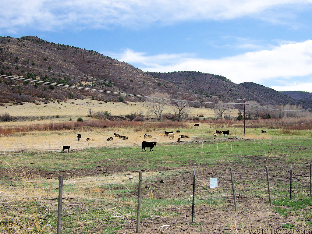 Cows in field along the South Fork Purgatoire River.