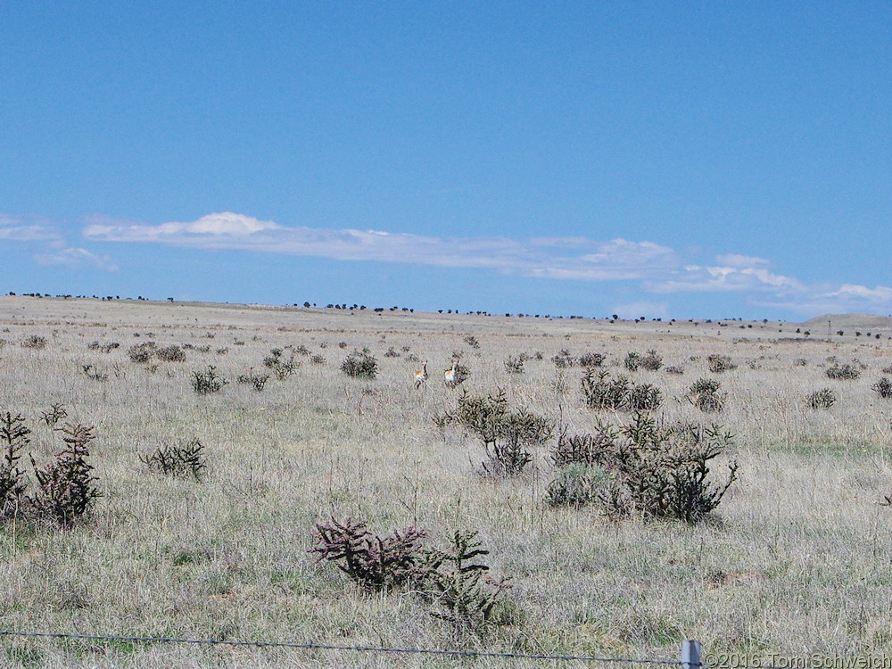 Pronghorn in the field.