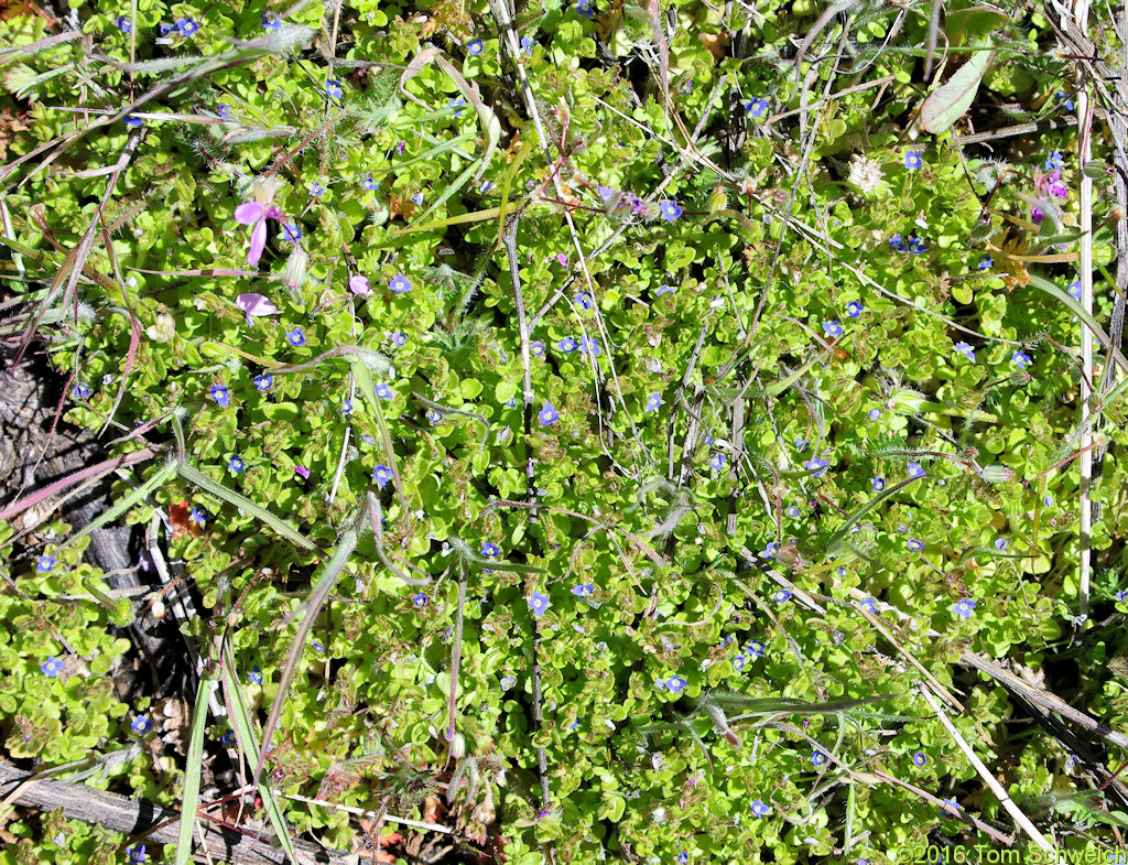 Plantaginaceae Veronica arvensis