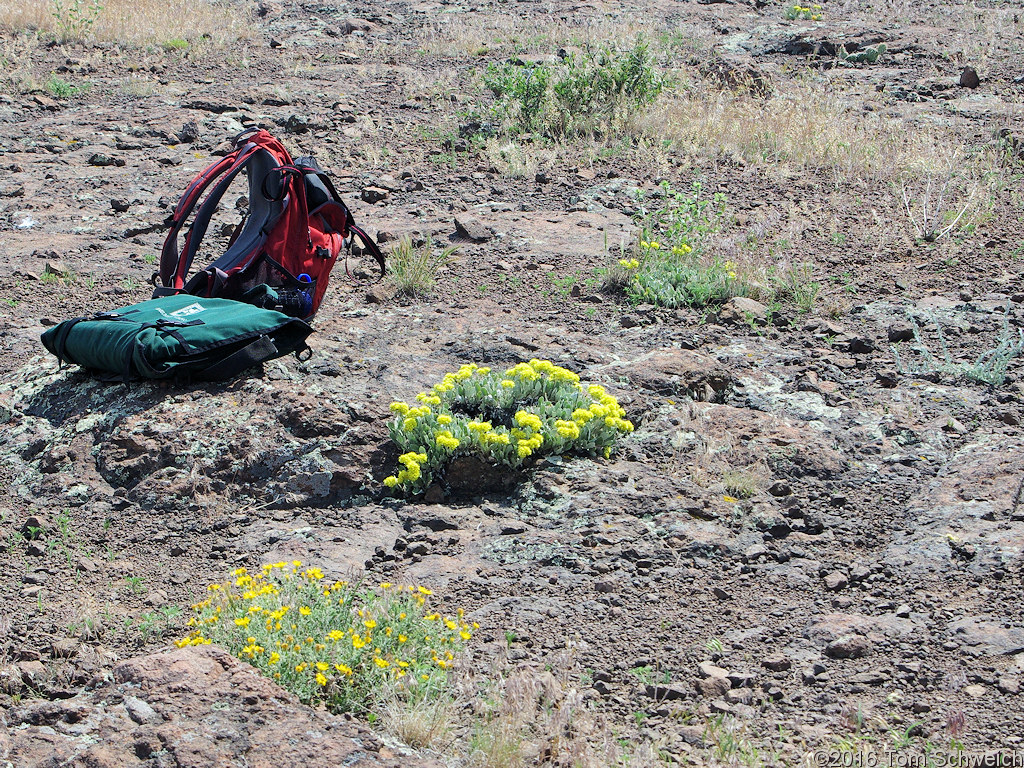 Polygonaceae Eriogonum umbellatum